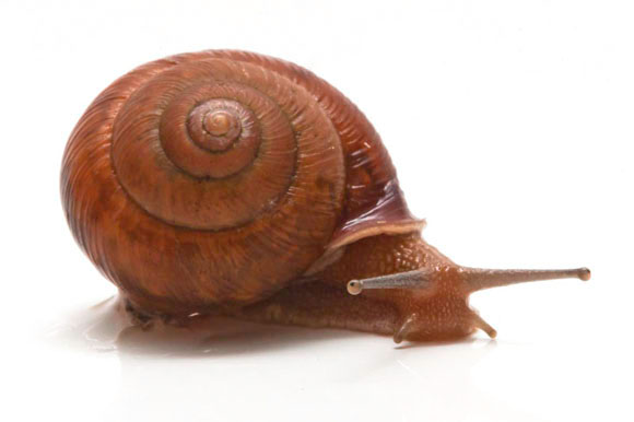 Bradybaena cf. jourdyi Sapa,Vietnam adult
